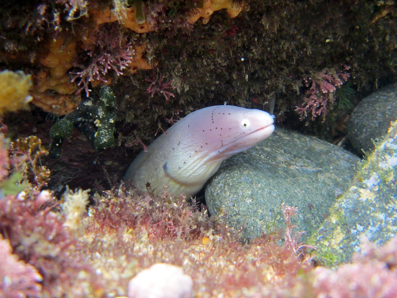 探秘海洋瑰宝，揭秘五彩斑斓的海虾种类大观