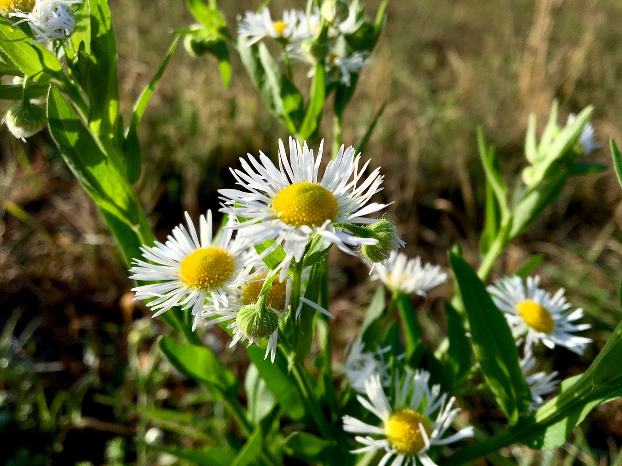 探秘樱桃季节，从花蕾到甜蜜的蜕变指南