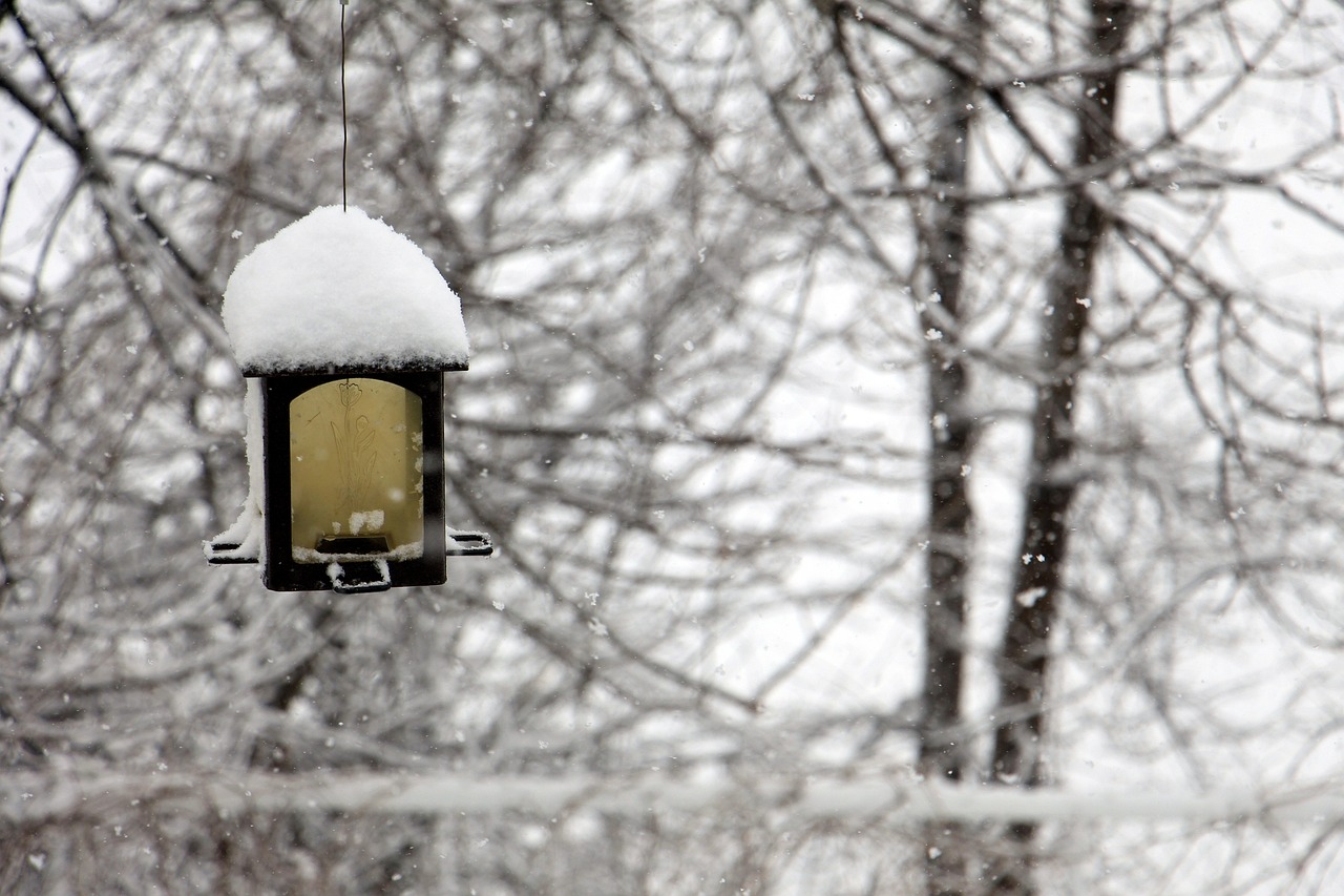 哈尔滨大雪如约而至，银装素裹的冬日仙境