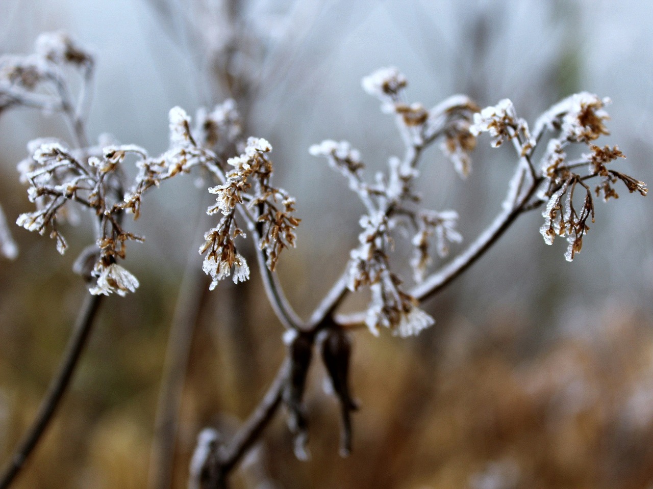 北京多地飘雪，冬日仙境的奇妙探索与温暖生活指南