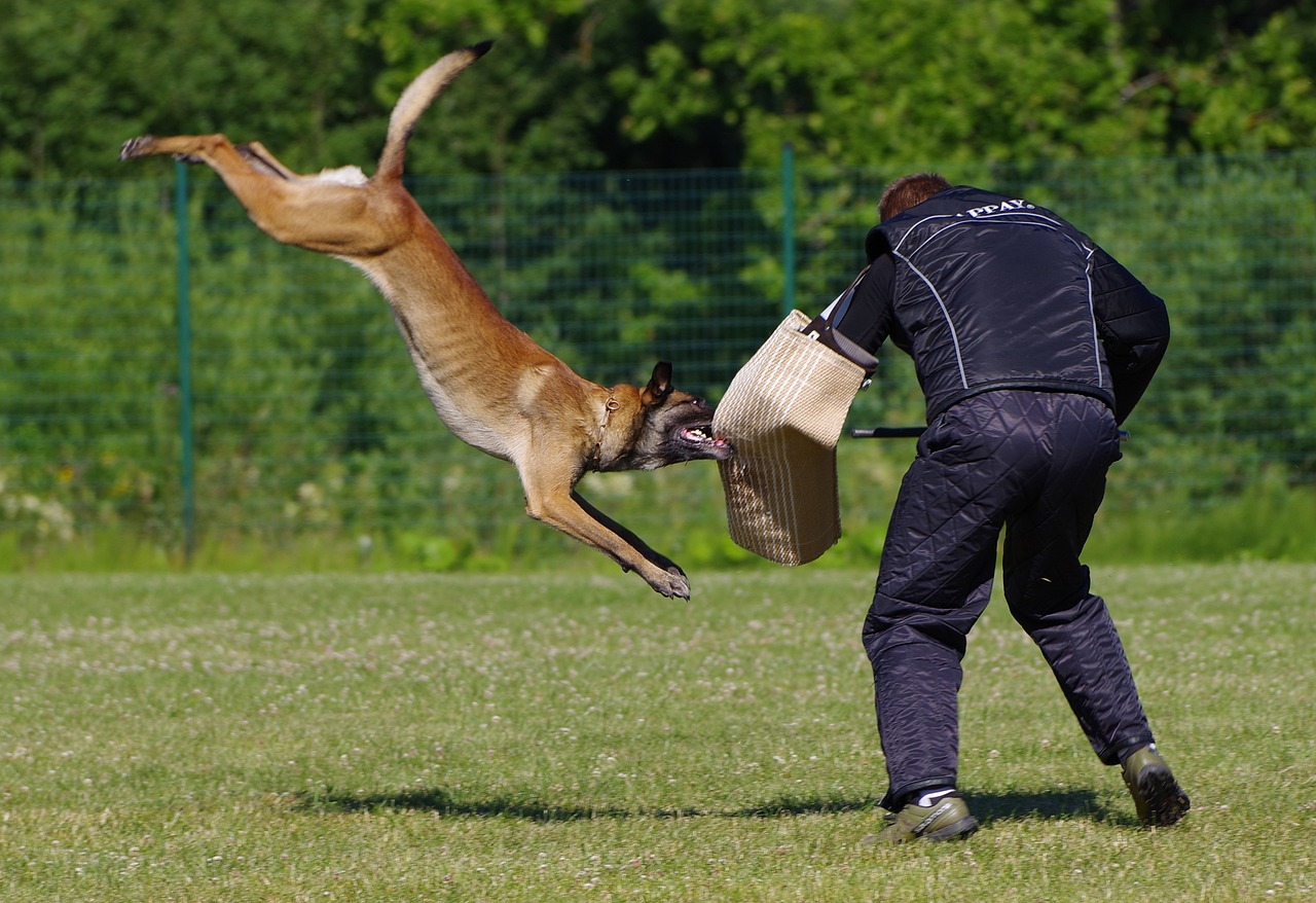 女子遭两恶犬撕咬 环卫工挺身而出，平凡英雄的光辉瞬间