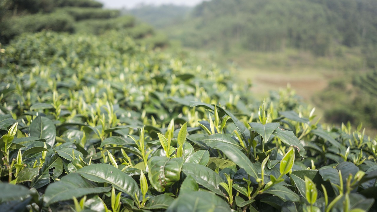 探秘普洱茶的绿色家园，从茶园到杯中的云南之旅