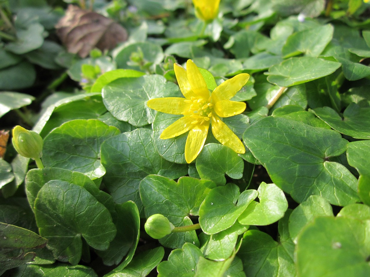 探秘无花果的神秘面纱，无花却有果，为何这植物如此独特？