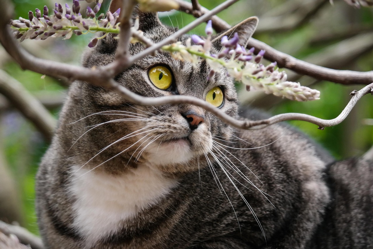 给你的小猫咪起个响亮的名，开启他们的猫语世界探索之旅